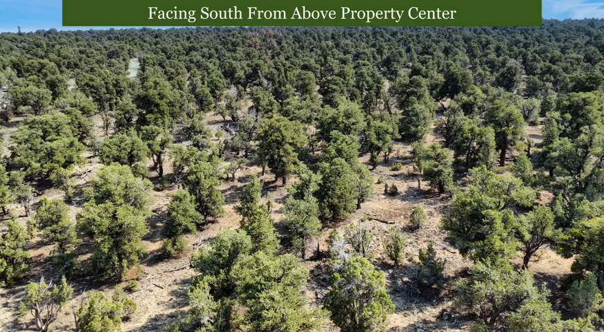 Expansive natural landscape featuring abundant evergreen trees and varied terrain