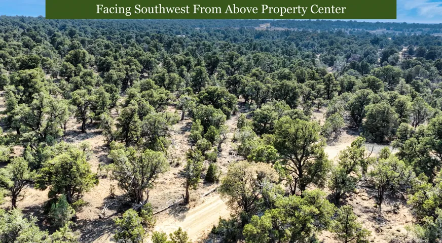Expansive treed landscape with a dirt access road