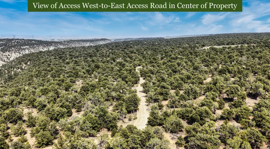 Expansive land parcel featuring a dirt access road and dense tree coverage