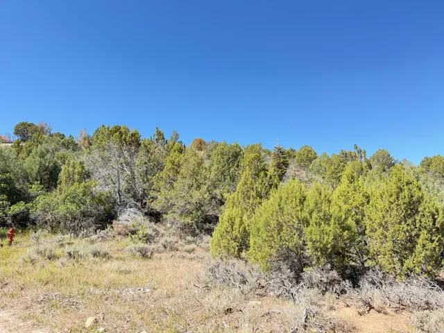 Natural landscaping with varied foliage and a clear sky backdrop