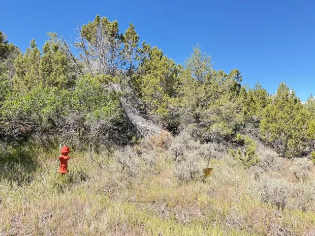 Natural landscape with varied foliage and a clear blue sky
