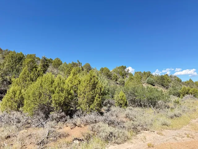 Expansive natural landscape featuring varied evergreen and shrub vegetation under a clear sky