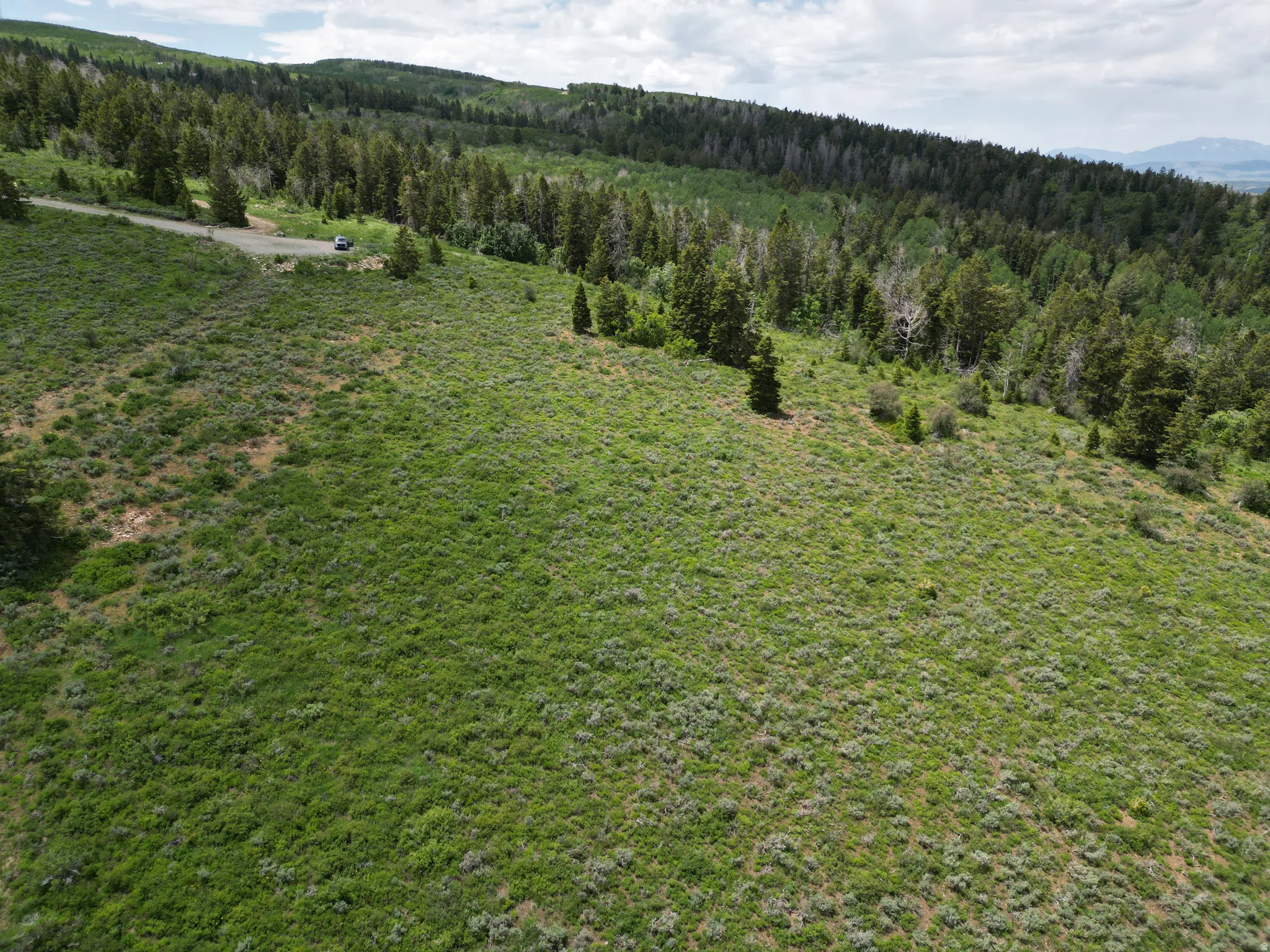 Expansive hillside property featuring diverse vegetation and mature trees