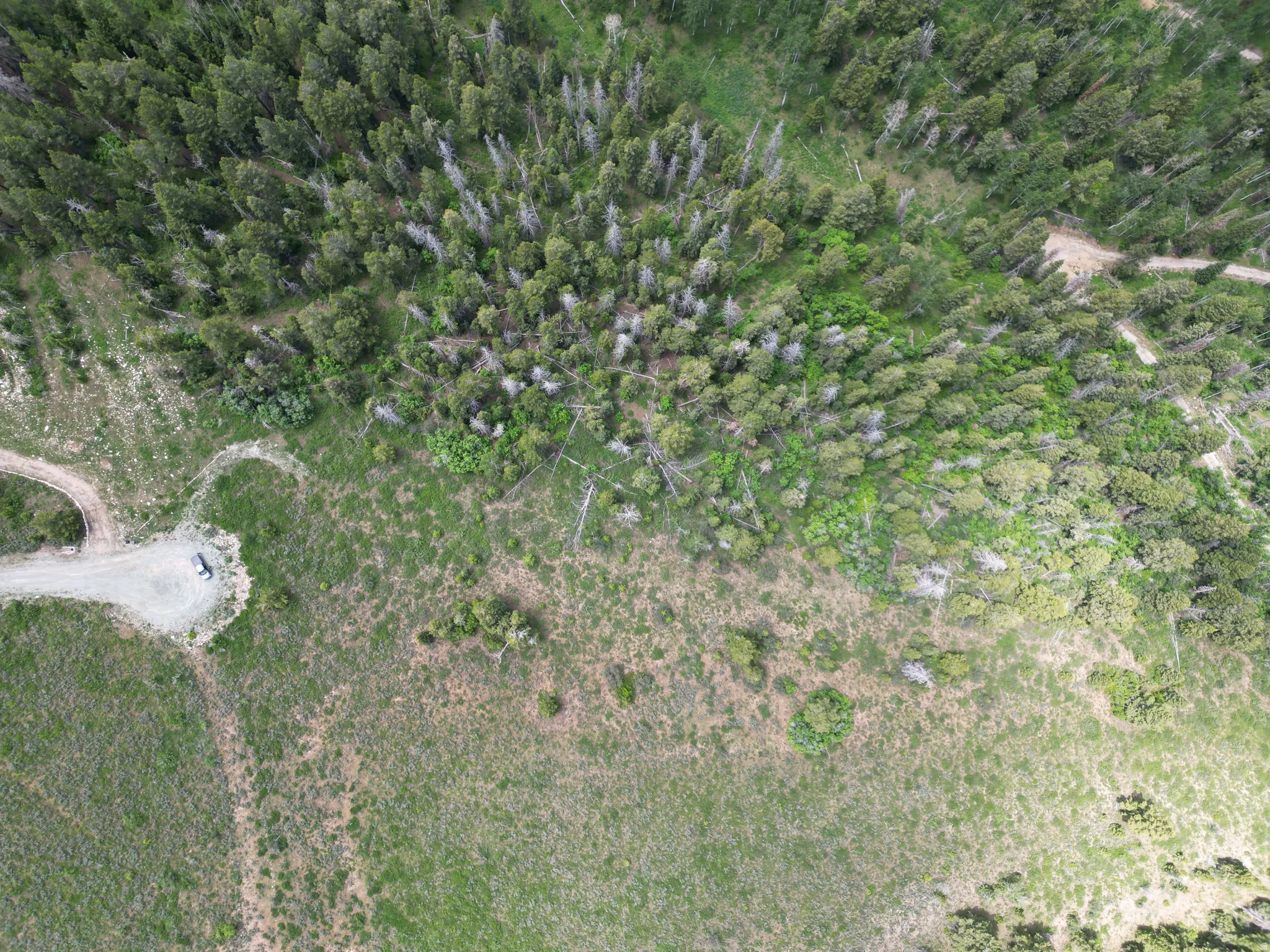 Expansive natural landscape with varied tree coverage