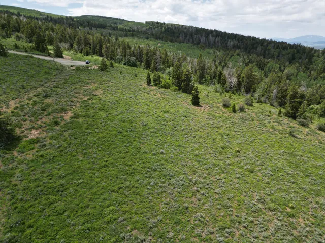 Expansive hillside property featuring diverse vegetation and mature trees