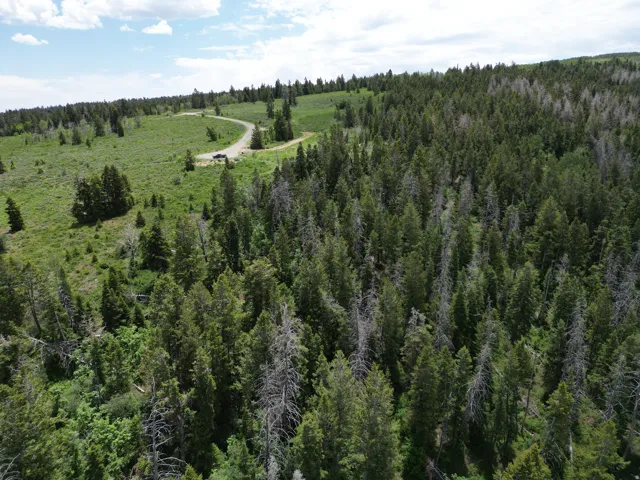Expansive wooded terrain with varied tree growth, featuring a winding unpaved road