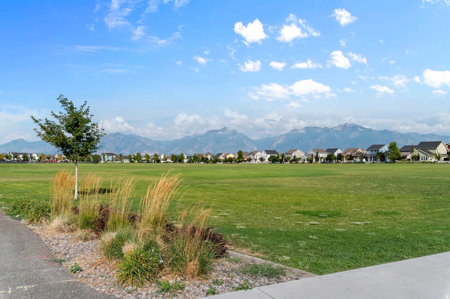 Expansive green space featuring a young tree, ornamental grasses, and mountain backdrop