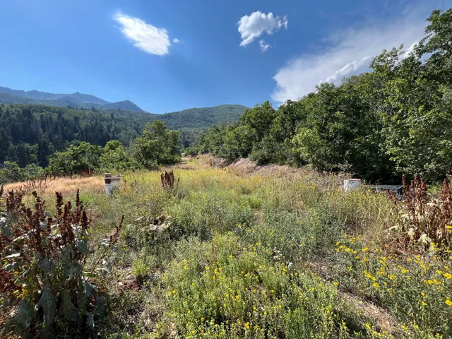 Expansive property featuring mature trees and mountain scenery