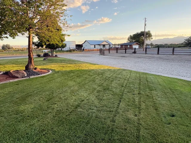 Expansive green lawn with a mature tree