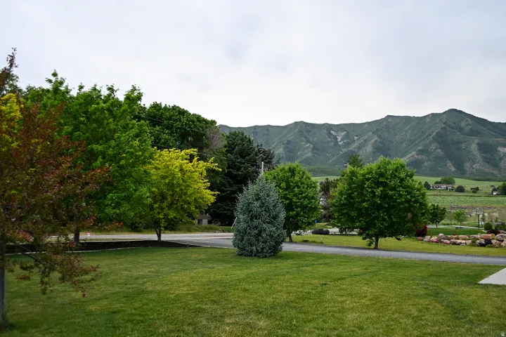 Expansive green lawn with a variety of mature trees and a paved driveway