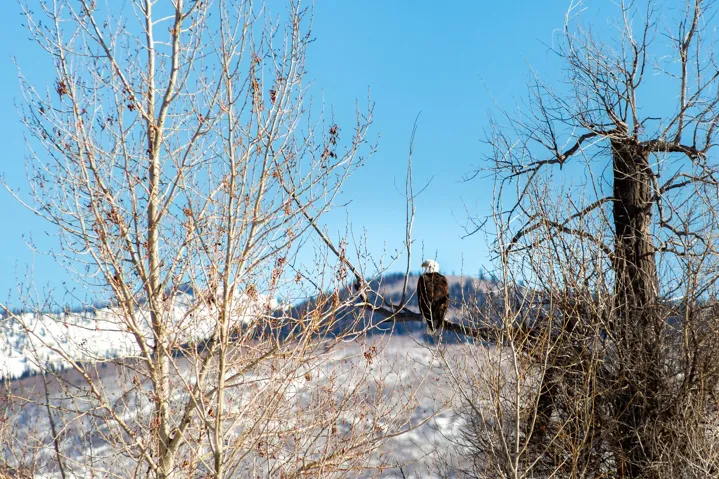 6050 E Green Drake Dr, Heber City, Utah 84032