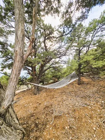 Mature trees with robust trunks and a natural landscape