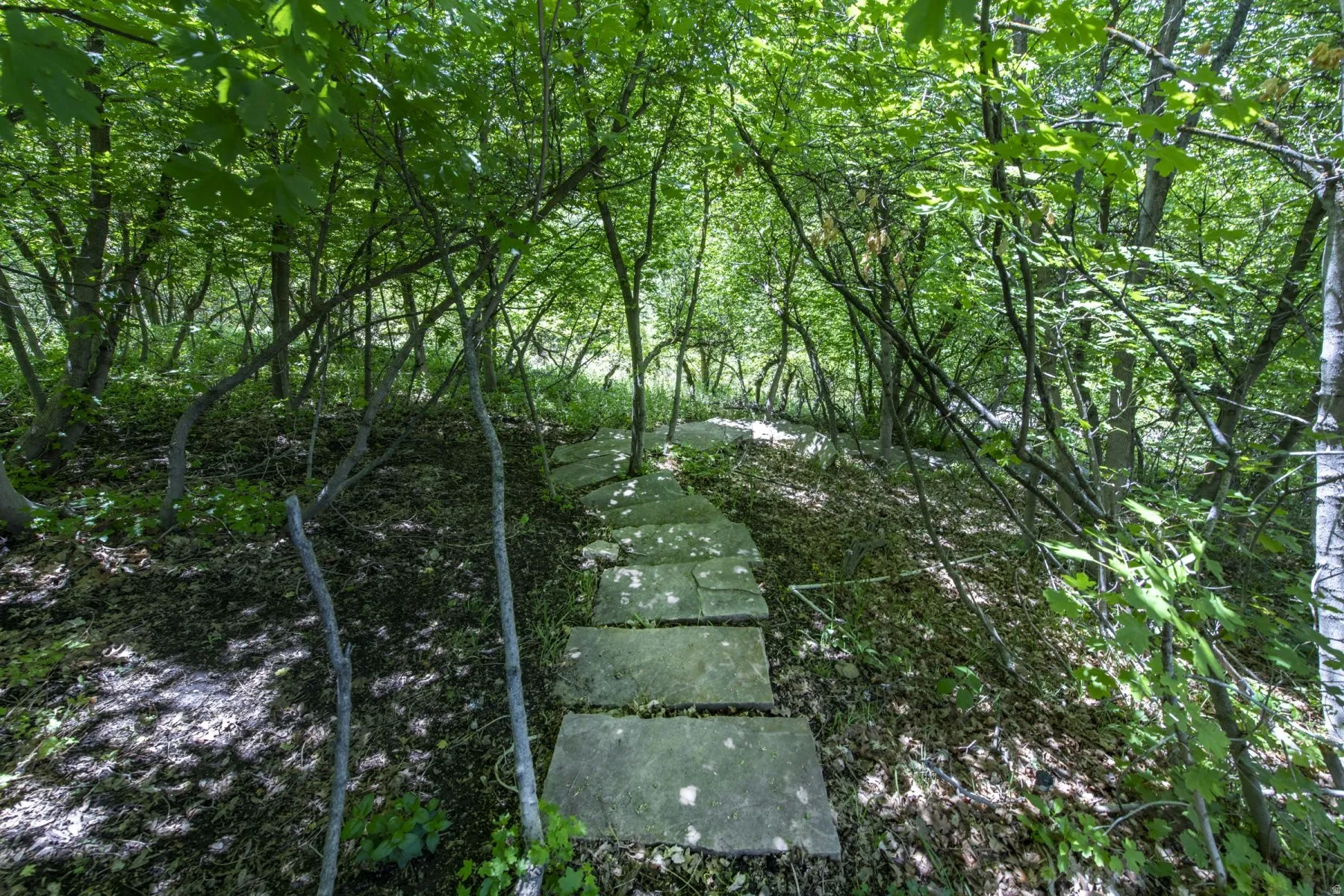Stone paver pathway leading through a wooded area with mature trees and ground cover