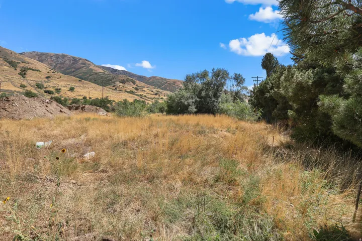 Expansive land parcel featuring natural grasses and mature foliage