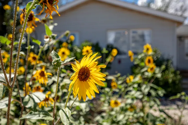 Established garden landscaping with multiple flowering plants