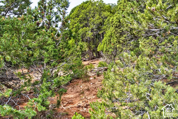 Wooded terrain with mature evergreen trees and natural ground cover