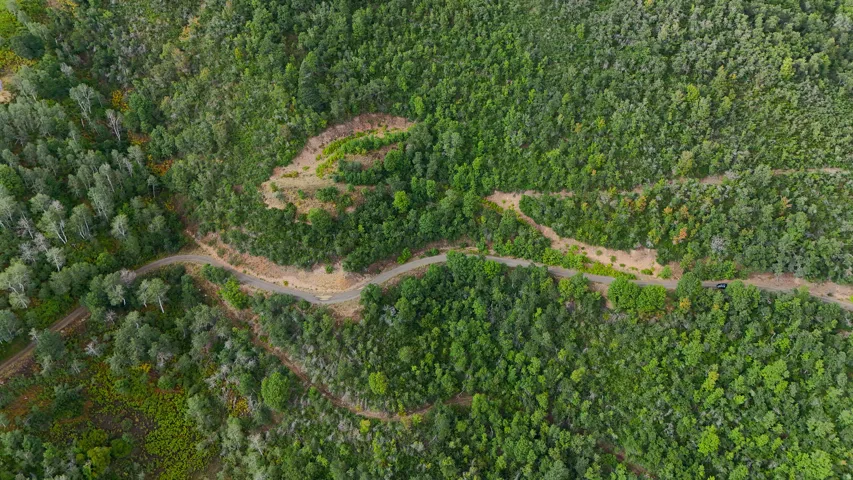 Winding unpaved road through dense forest