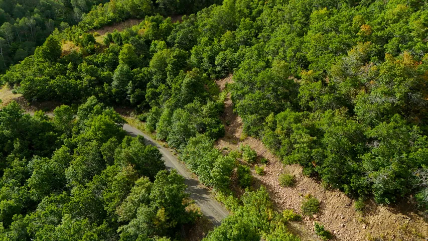 Expansive treed landscape featuring a winding unpaved road