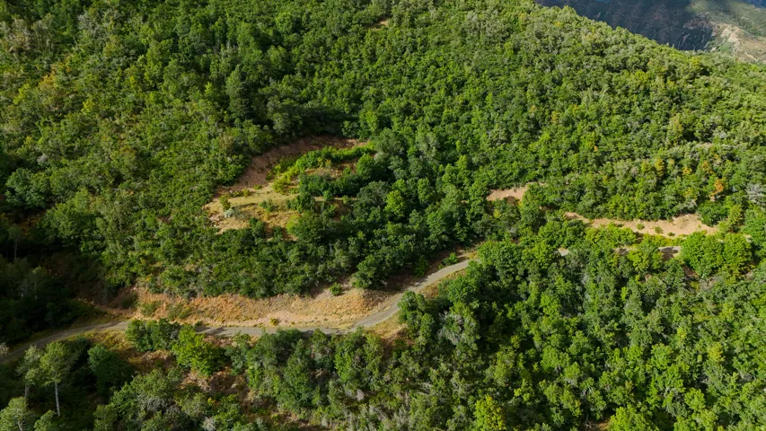 Wooded hillside terrain with natural clearings