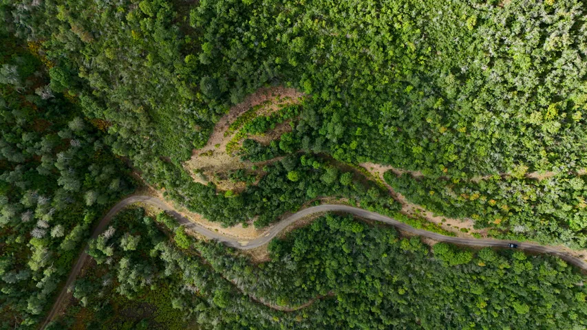 Extensive wooded acreage with a winding road through dense trees