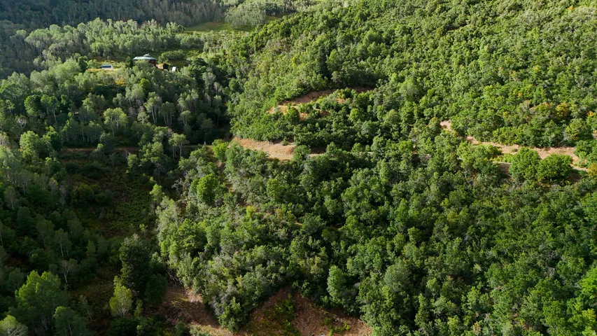 Expansive tree-covered terrain with varied foliage and a winding unpaved road