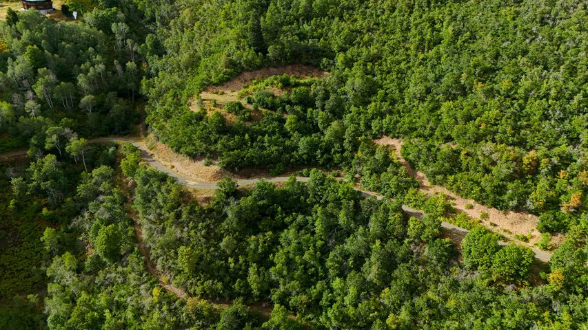 Winding dirt road through a dense, verdant forest