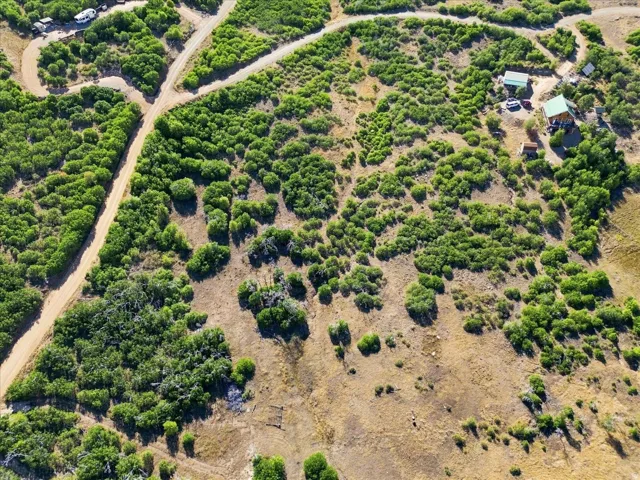 Extensive land parcel featuring natural shrubbery and established trees, with a winding unpaved road