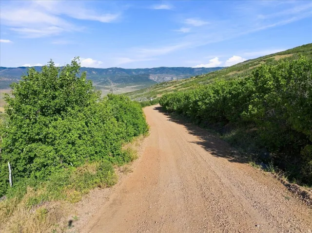 Gravel road bordered by green foliage