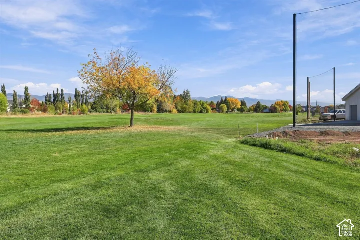 Expansive green lawn with a mature deciduous tree