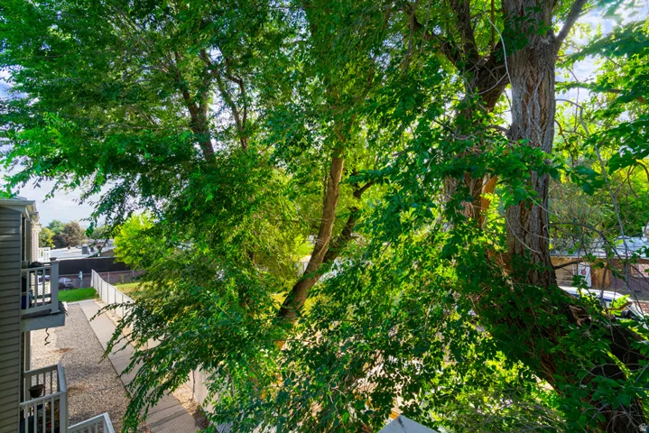 Mature trees providing extensive foliage