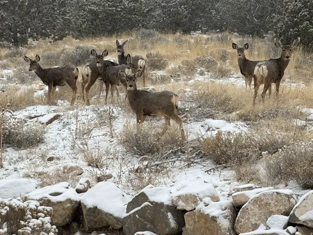 Your new neighbors!