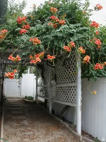 Wood trellis structure with mature flowering vines, lattice fencing, and a privacy fence