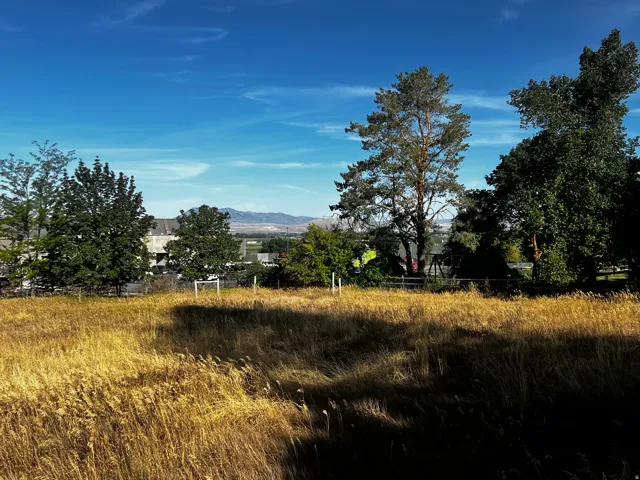 Expansive field with golden grasses, mature trees, and distant mountain scenery