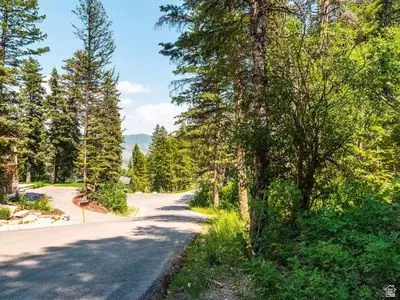 Paved road with a gentle curve, surrounded by mature evergreen trees and abundant natural foliage