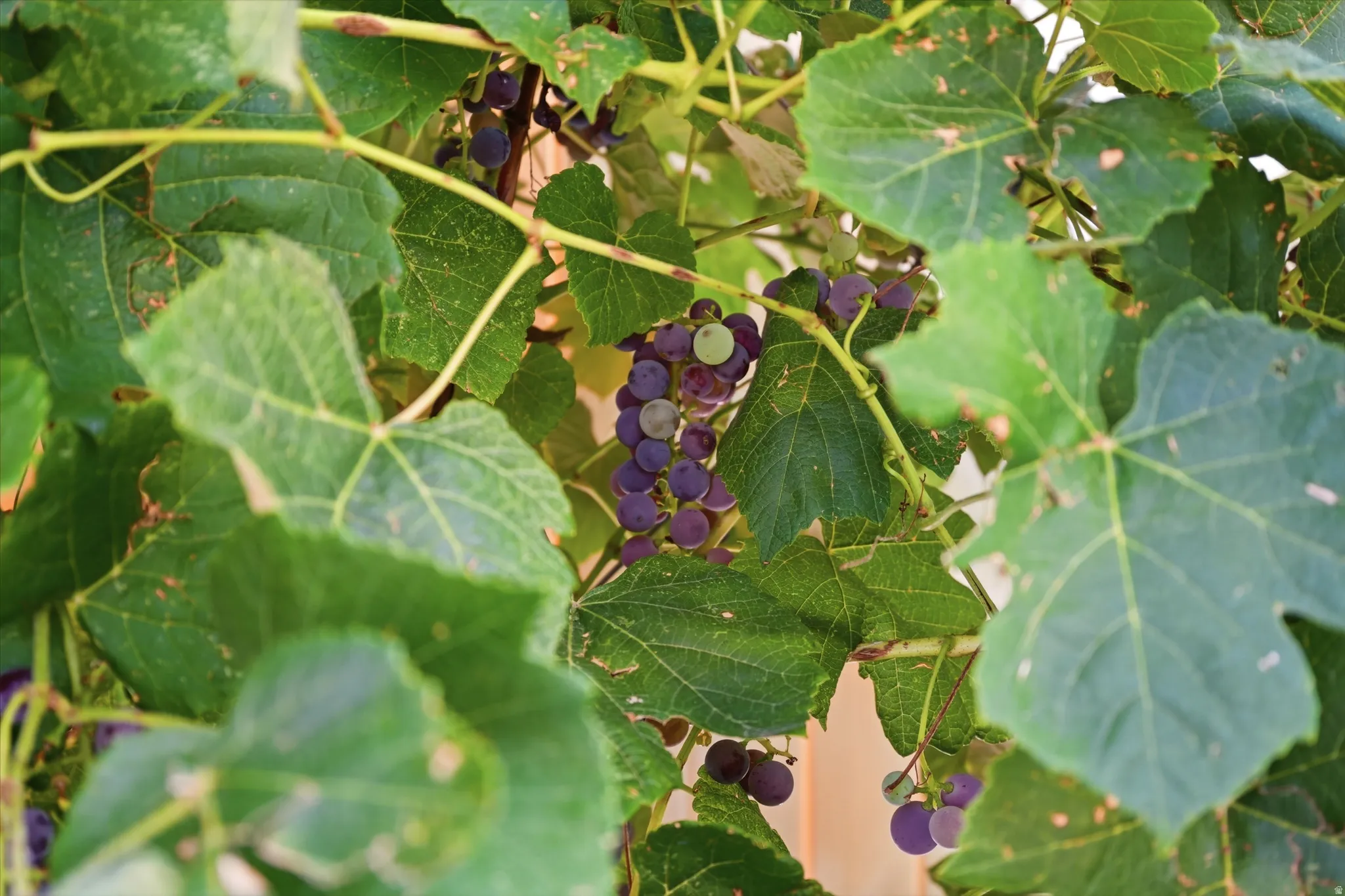 Grape Vines