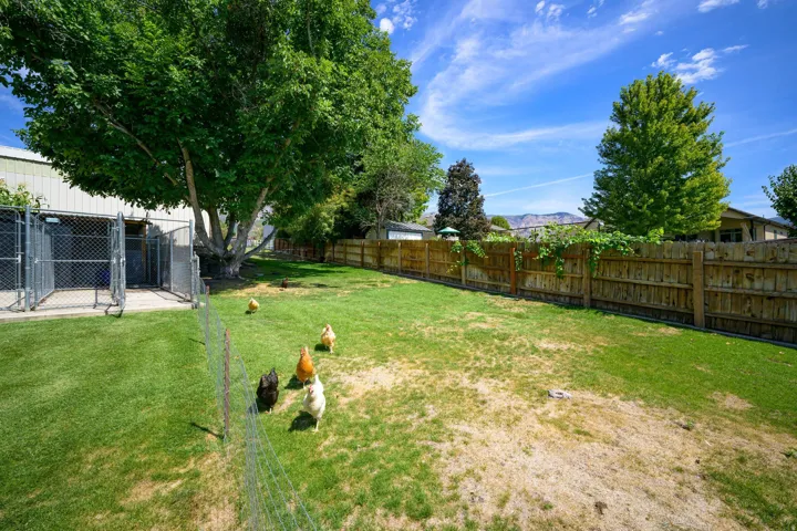 Expansive lawn with established trees, wood fencing, and chain-link kennel structures