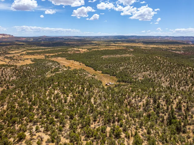 Pinyon-juniper cover across the property — the browse and bedding that hold game on this ground. Zion big game unit #29