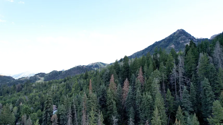 Mountainous terrain with dense evergreen forest. Summer time.