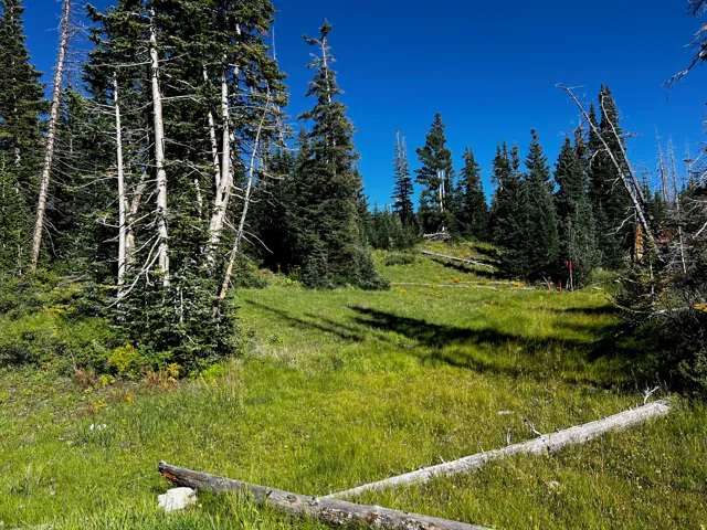 Expansive grassy area surrounded by mature evergreen trees and natural woodland
