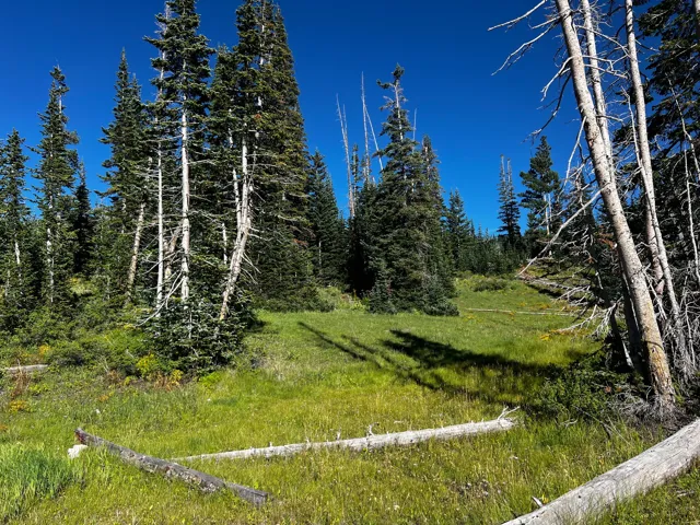 Expansive natural clearing surrounded by mature evergreen trees