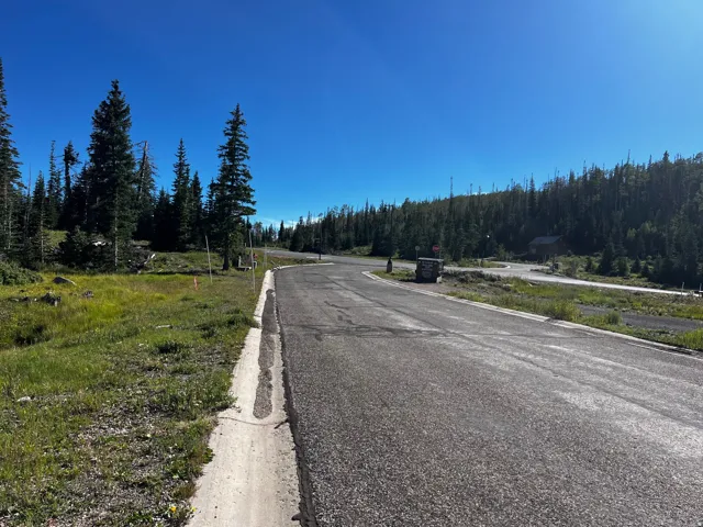 Paved road with a concrete curb, bordering a natural landscape with mature evergreen trees and green ground cover