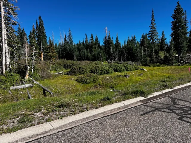 Expansive lot featuring mature evergreen trees, natural shrubbery, and a paved road with concrete curbing
