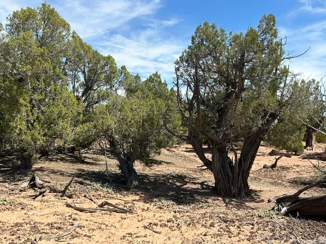 Desert landscape featuring mature trees and varied vegetation