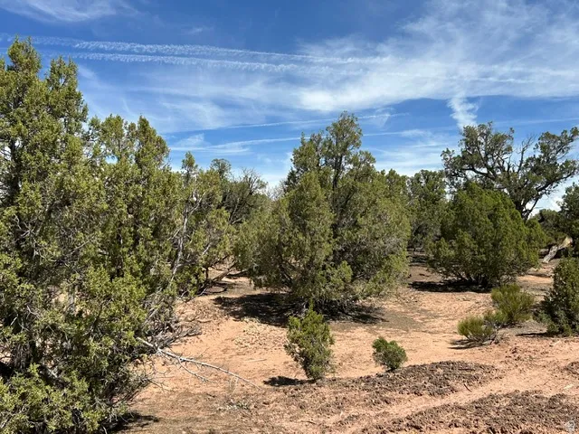 Expansive land featuring diverse tree species and a natural terrain