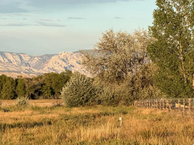 Expansive field with dry grasses and scattered trees