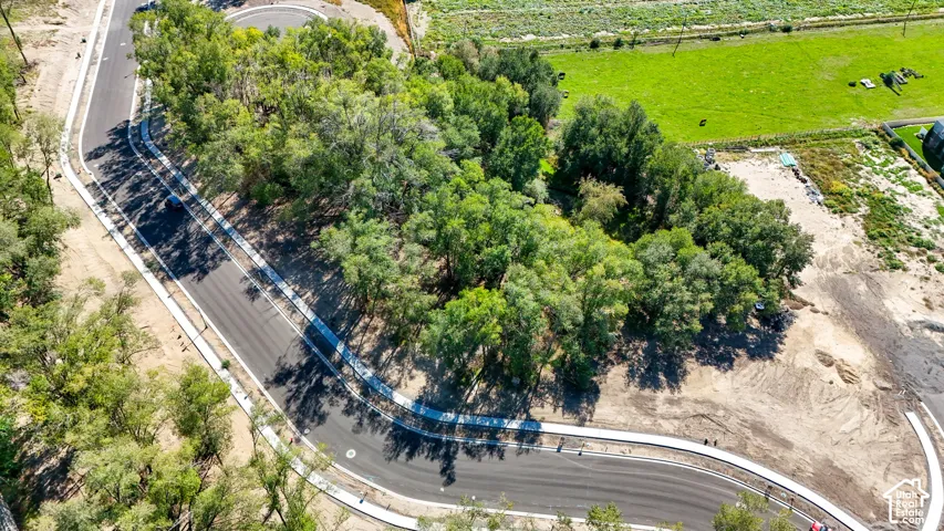 Curved asphalt roadway with integrated concrete curbing, surrounded by mature trees and undeveloped land