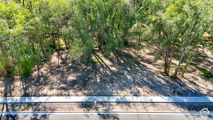 Wooded lot featuring mature deciduous trees and a paved street with a concrete sidewalk