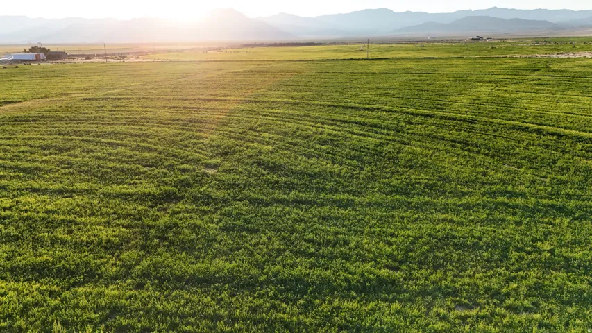Expansive agricultural field with a mountain backdrop