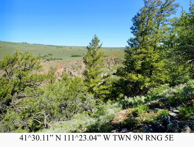 Expansive natural landscape featuring lush green vegetation, mature trees, and a distant ravine