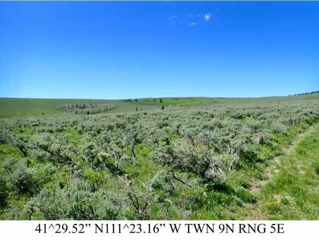 Expansive open pastureland with natural ground cover and distant tree lines